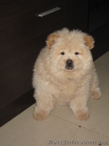 ЧАУ ЧАУ продадим щенка в хорошие руки #245779