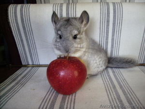 шиншиллы в Одессе #235970