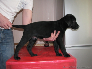 Щенки лабрадора 2000 гр #247587