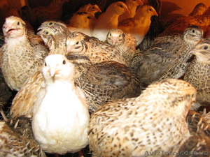 ПЕРЕПЕЛА и Перепелиные яйца #247518