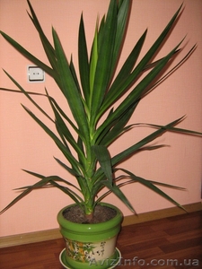 Комнатный цветок Юка #218929