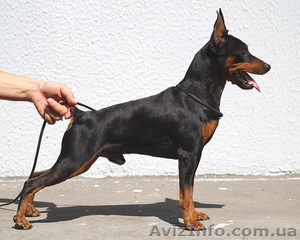 Цверпинчера щенки родословная РКФ #243794