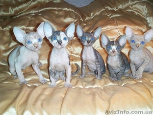 котята канадский сфинкс  #245021