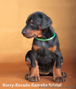 Доберман сука ч/п шоу-класса щенок купить рожд 24 01 11 #239157