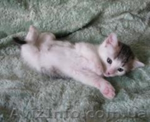 Ласковые игривые котятки ищут дом #234464