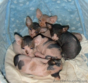 Продаются котята канадского сфинкса  #247745