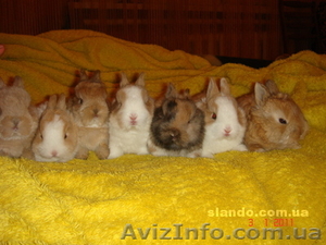 Декоративные зайки #247940