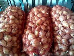 Фермерское хозяйство продаст лук #247190