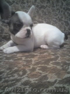 Елитные щенки французского бульдога #220539