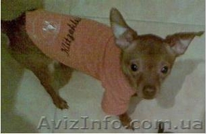 Пропала собака на борщаговке той терьер #242318