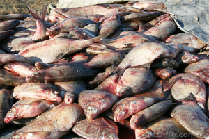 Постоянно закупаем оптом РАКОВ и рыбу #240672