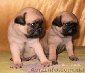 Продам щенков Мопса с Родословной #236863