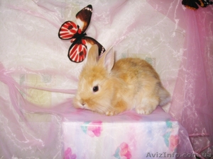 Декоративный кролик #234696