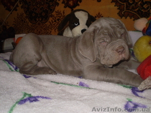 неаполитанский мастиф девочки #218311