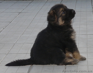 Самые лучшие щеночки восточной европейки #246966