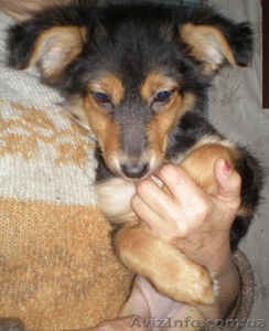 ждем встречи с другом и хозяином #220147