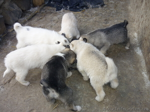 Щенки Западно-сибирской лайки #235723