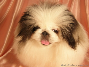Купить щенки пекинеса в Харькове. Элитные щенки пекинеса ждут вас.  #236181