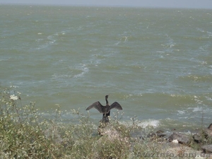 Участок на берегу Черного моря 38 соток. #223343