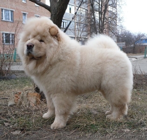 Подрощенный щенок чау-чау #193232