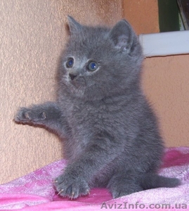 Шотландский прямоухий котик #20471