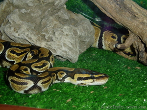 Продам змей в хорошие руки! #220443