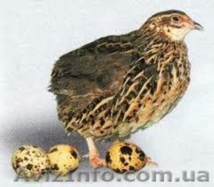 Продам перепелов/бройлеров #227377