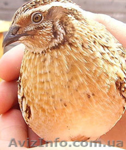 перепела для бизнеса и здоровья #234376