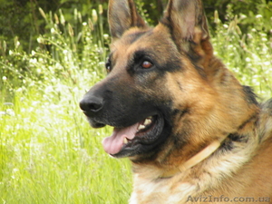  немецкой овчарки щенок #221946