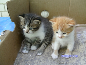 Отдам в добрые руки котят #241806