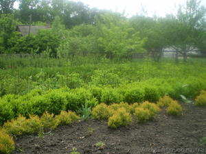 Декоративные расстения: хвойные и лиственные низкие цены! #228631