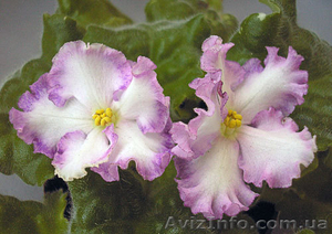 Сенполии,  стрептокарпуси,  фуксії #231931