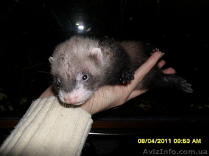 срочно продам хорьков фретка #226209