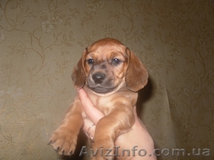 goodly111@mail.ru #217497