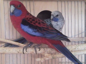 Пинантовые розеллы (ПАРА) #222804