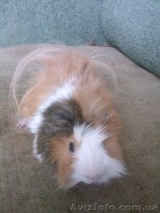 Продам перуанскую морскую свинку #234607