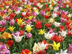 Тур на Майские праздники из Харькова,  Парад тюльпанов #221313