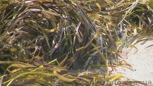 Утеплитель из камки в матах #232785