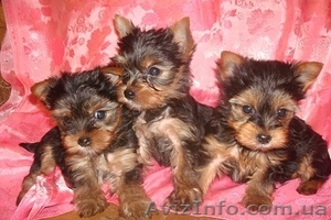 Продам щенков йоркширского терьера миники #221384
