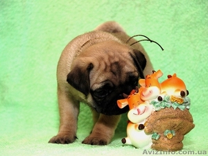 Продам щенков мопса!! #248385