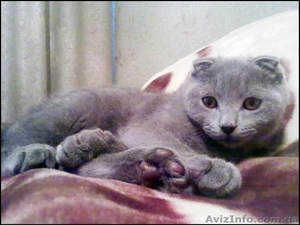 Вислоухий котёнок голубого окраса #235933