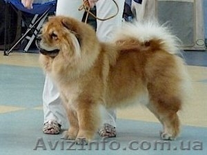 Подрощенный кобельчау-чау #225424