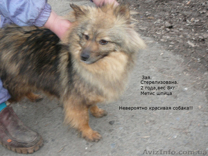 метис шпица в хорошие руки #228522