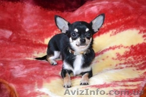 Щенки Чихуахуа супер-мини. #232338
