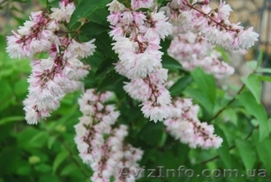 Растения открытого грунта. #248796