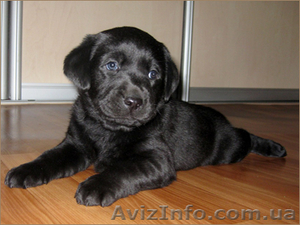Продам клубных щенков лабродора #278512