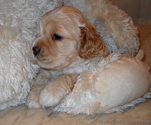 щенки кокер спаниеля #274417