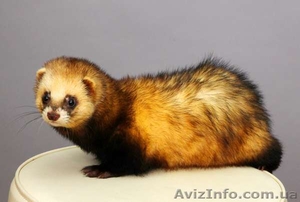 Самец хорька для вязки #256779