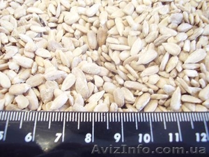 Продам Ядро семян подсолнечника #262520