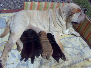  Щенки шар-пея. Документы КСУ #276523